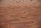 Kleine Touristenkrawane in den Sanddünen des Erg Chebbi, Sahara (Marokko)