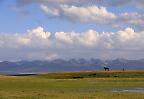 Einsames Pferd auf den Sommerweiden am Bergsee Songköl (Kirgisistan)