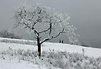 Winterlandschaft am Breitenstein bei Ochsenwang, Schwäbische Alb (Deutschland)