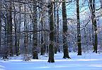 Winterwald auf der Schwäbischen Alb bei Schopfloch (Deutschland)