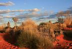 Buschlandschaft im Abendlicht am Lasseter Highway, Northern Territory (Australien)