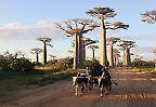 Ochsenkarren auf der Avenue des Baobabs, südlich von Belo sur Tsiribihina (Madagaskar)