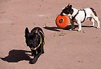 Frisbee unter Freunden