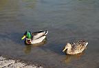 Entenpärchen am Weiher