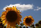 Sonnenblumen in der Provence (Frankreich)
