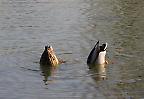 Tauchendes Stockentenpärchen an einem Weiher in Stuttgart (Deutschland)