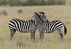 Zebras in der Serengeti (Kenia)
