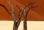 Baumskelette im Sossusvlei (Namibia)