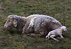 Schaf mit frischgeborenem Nachwuchs