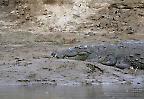 Krokodil im Chitwan Nationalpark (Nepal)