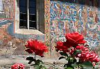 Rosen vor der Klosterkirche Moldovita, Bukowina (Rumänien)