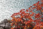 Herbstlich gefärbter Busch im Nationalpark Plitvicer Seen (Kroatien)
