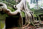 Wurzelwunder im Tomb Raider-Tempel Ta Phrom nahe Angkor Wat (Kambodscha)