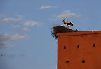 Storchennest auf der Stadtmauer von Marrakesch (Marokko)