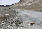 Murmeltier am Pamir Highway nahe Murgab (Tadschikistan)