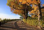 Herbststimmung auf dem Württemberg unterhalb der Grabkapelle, Rotenberg (Deutschland)