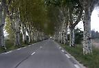 Allee in Südfrankreich  (Frankreich) 