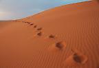 Fußspuren in einer Düne des Erg Chebbi, Sahara (Marokko)