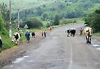 Straßenszene südlich von Lemberg bei Rohatyn (Ukraine)