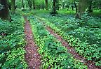 Waldweg im Landschaftspark von Arkadia nahe Nieborow (Polen)