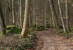 Einsamer Waldweg auf der Schwäbischen Alb (Deutschland)