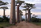 Avenue des Baobabs, südlich von Belo sur Tsiribihina (Madagaskar)