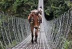 Maultier auf einer Brücke des Manaslu Circuit Trek (Nepal)